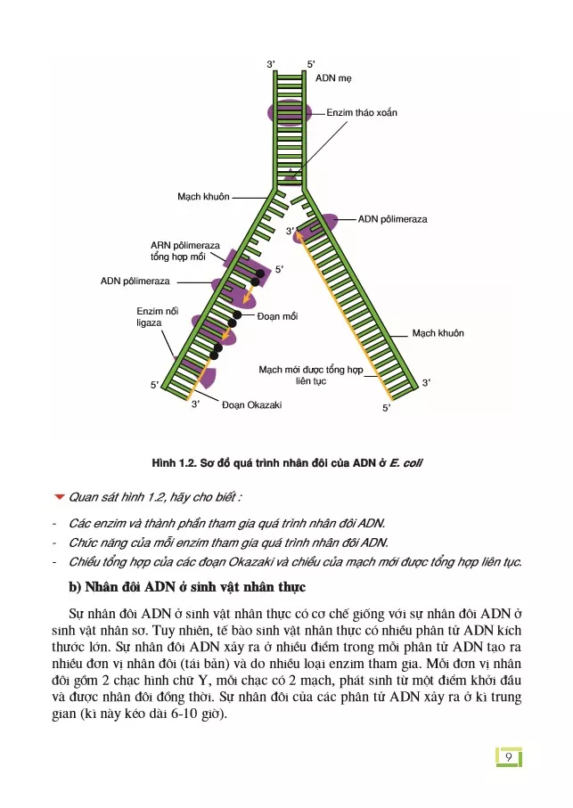Bài 1. Gen, mã di truyền và quá trình nhân đôi của ADN