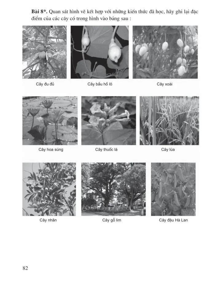 Chương 8: Các nhóm thực vật