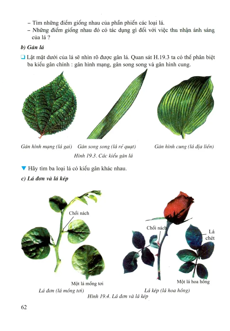 Bài 19: Đặc điểm ngoài của lá