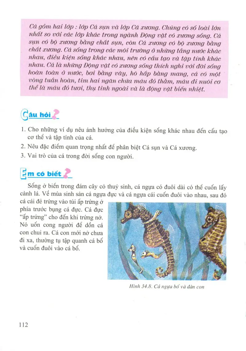 Bài 34: Đa dạng và đặc điểm chung của các lớp Cá