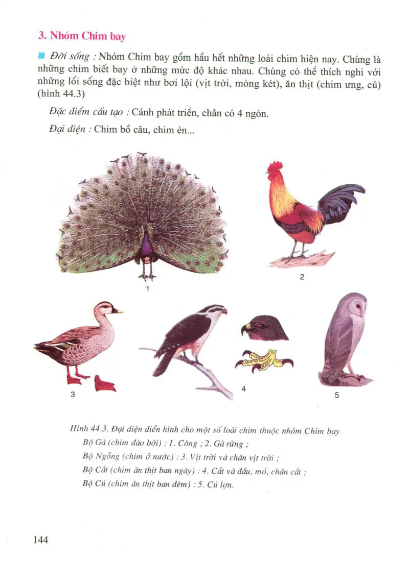 Bài 44: Đa dạng và đặc điểm chung của lớp chim
