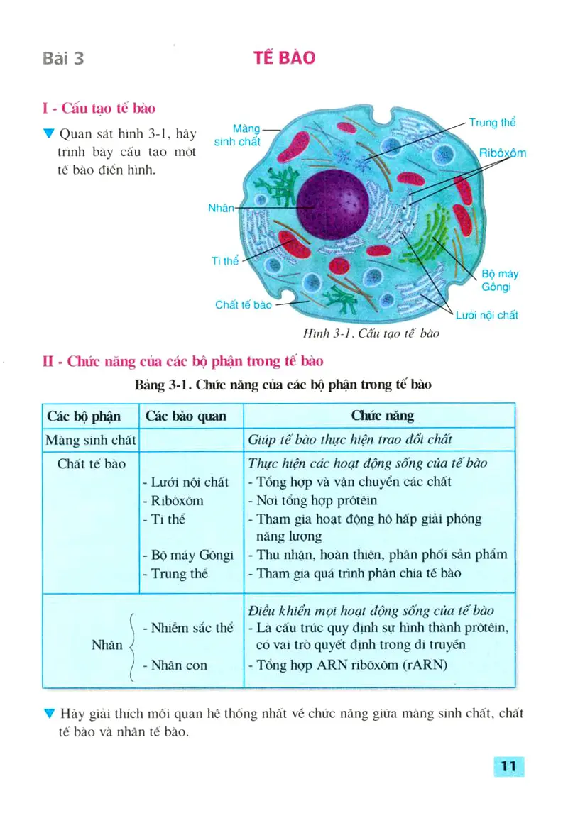 Bài 3: Tế bào