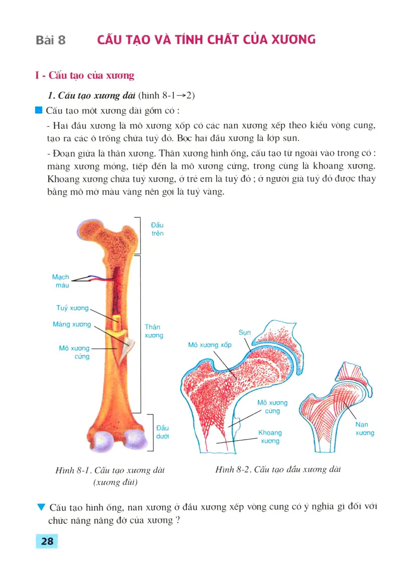 Bài 8: Cấu tạo và tính chất của xương