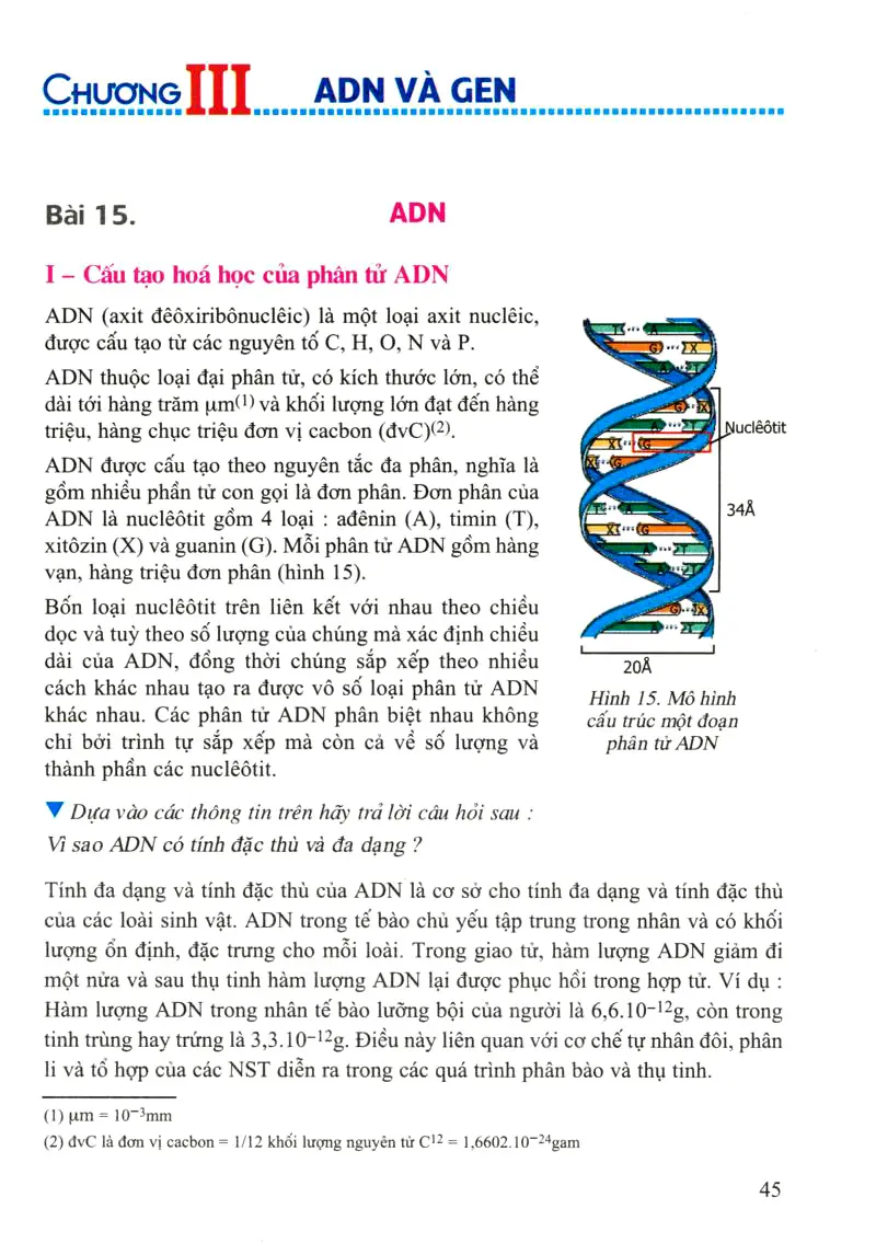Bài 15: ADN
