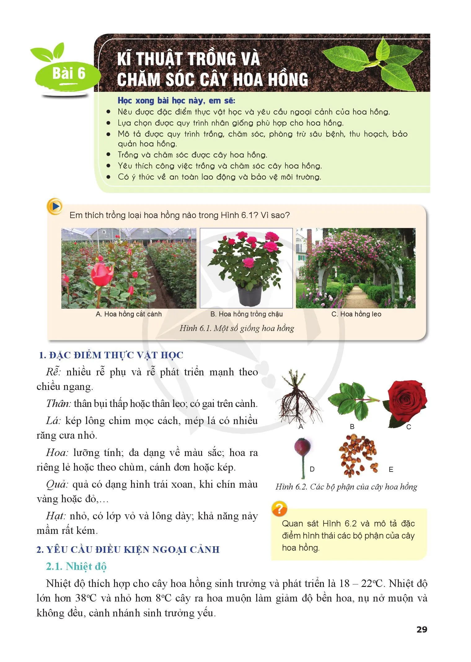 Bài 6. Kĩ thuật trồng và chăm sóc cây hoa hồng