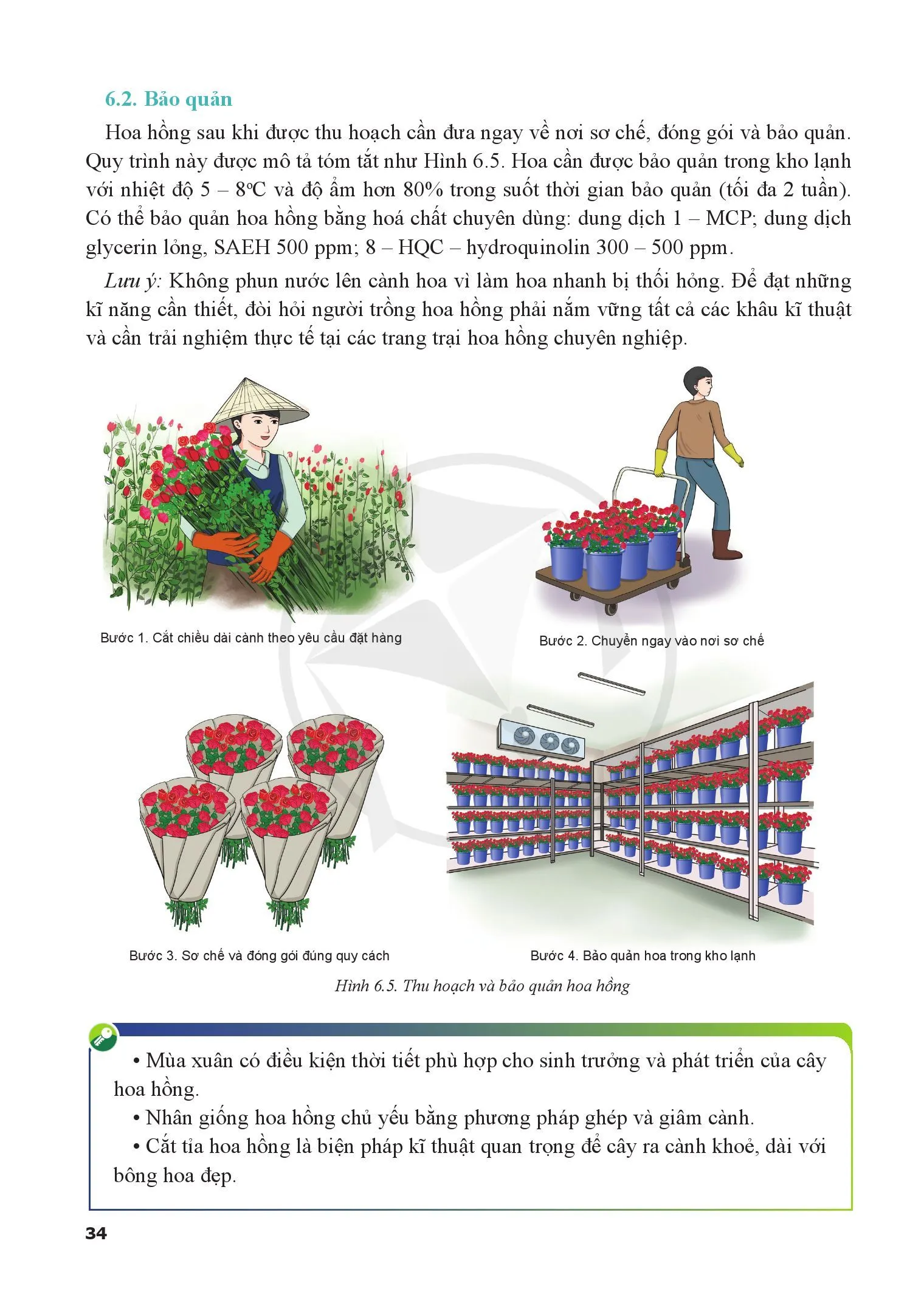Bài 6. Kĩ thuật trồng và chăm sóc cây hoa hồng