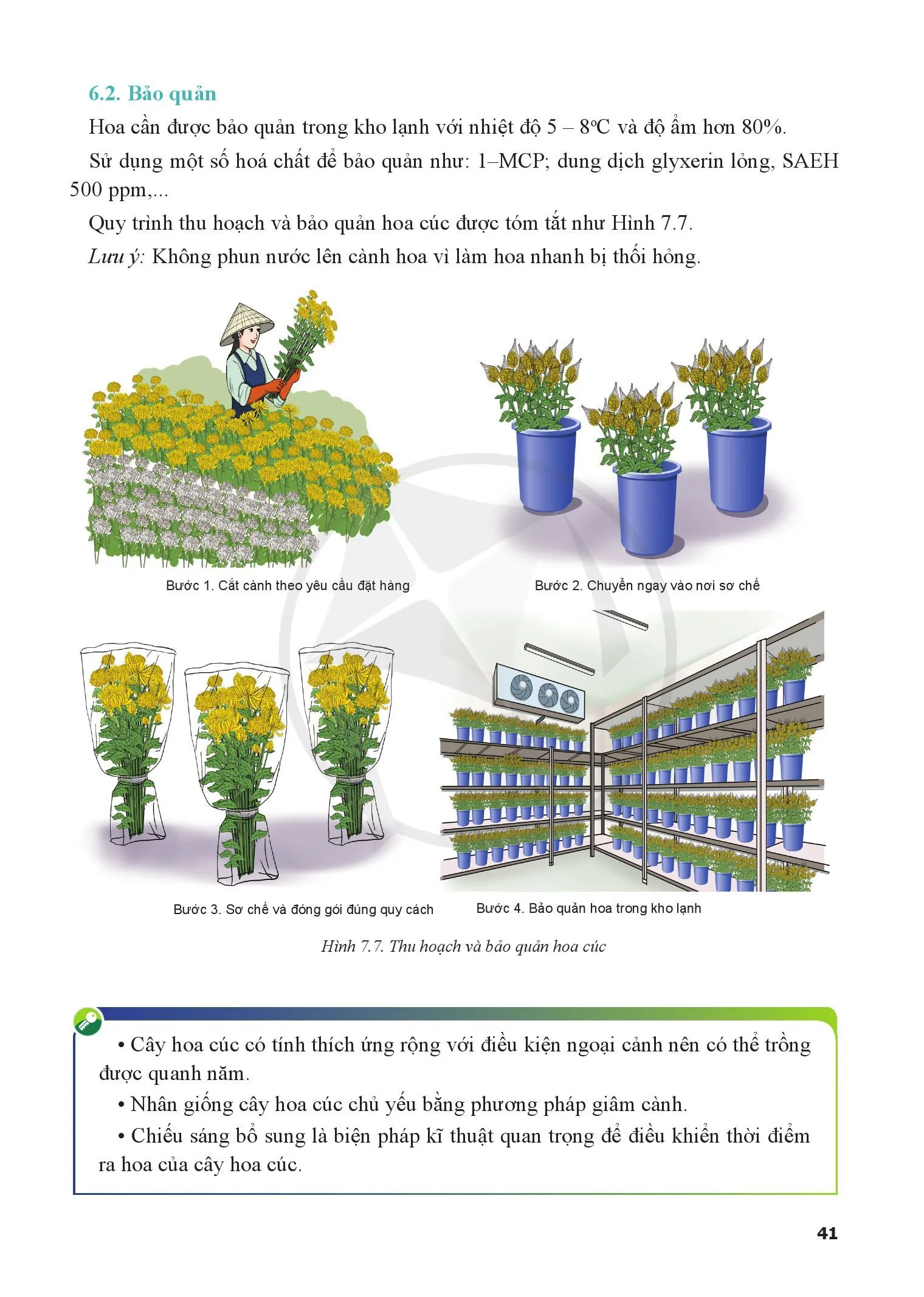Bài 7. Kĩ thuật trồng và chăm sóc cây hoa cúc