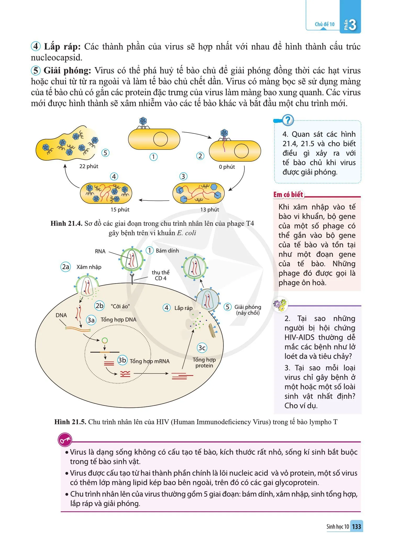 Bài 21. Khái niệm, cấu tạo và chu trình nhân lên của virus