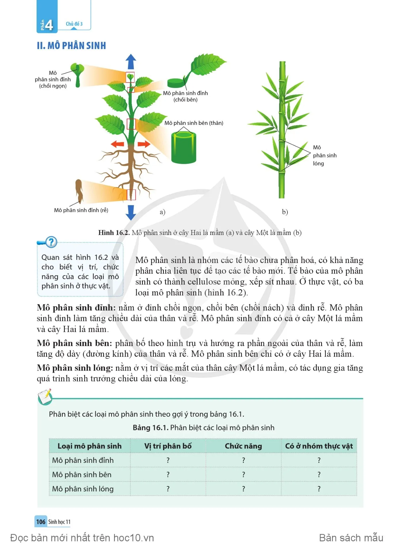 Bài 16. Sinh trưởng và phát triển ở thực vật