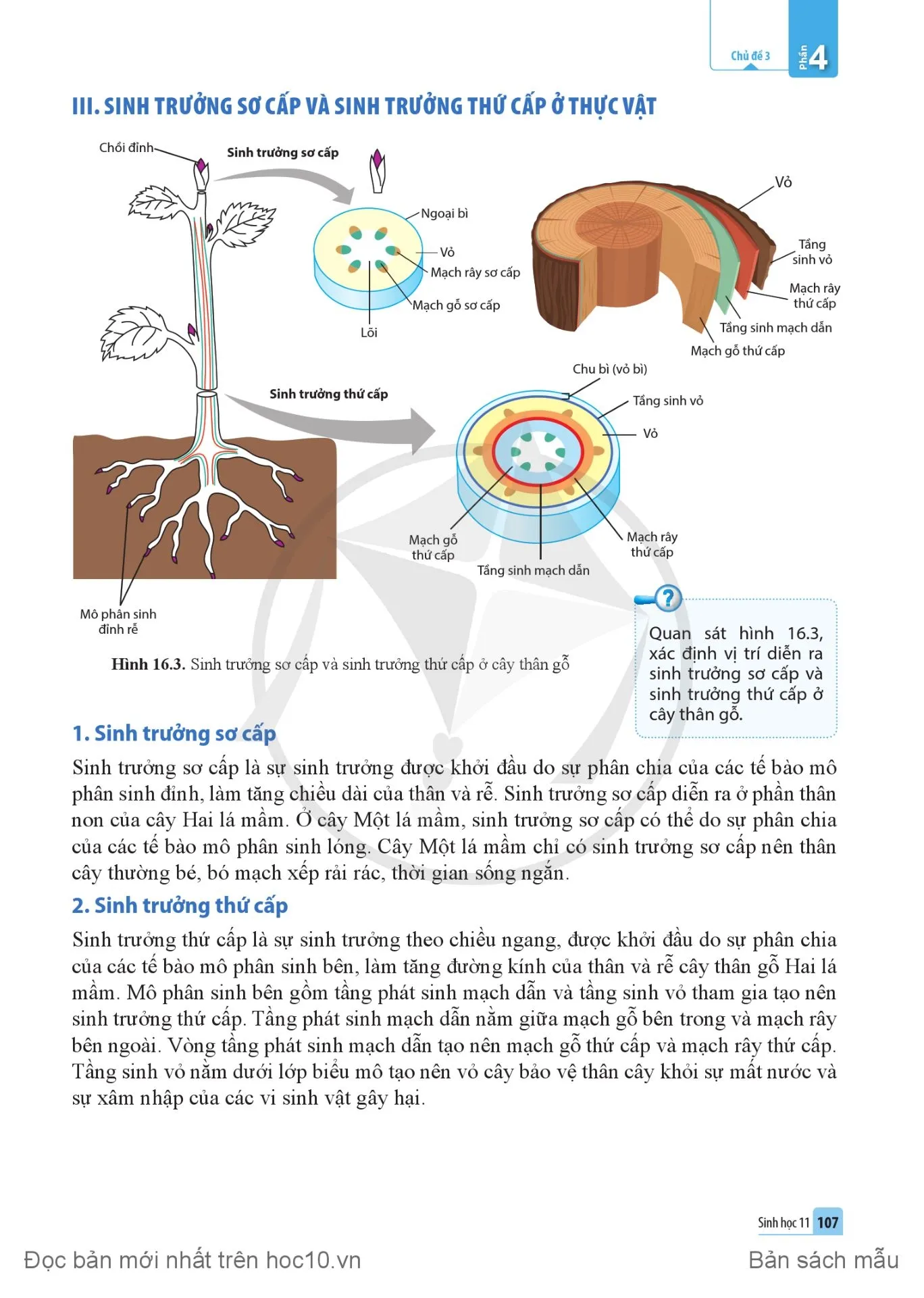 Bài 16. Sinh trưởng và phát triển ở thực vật