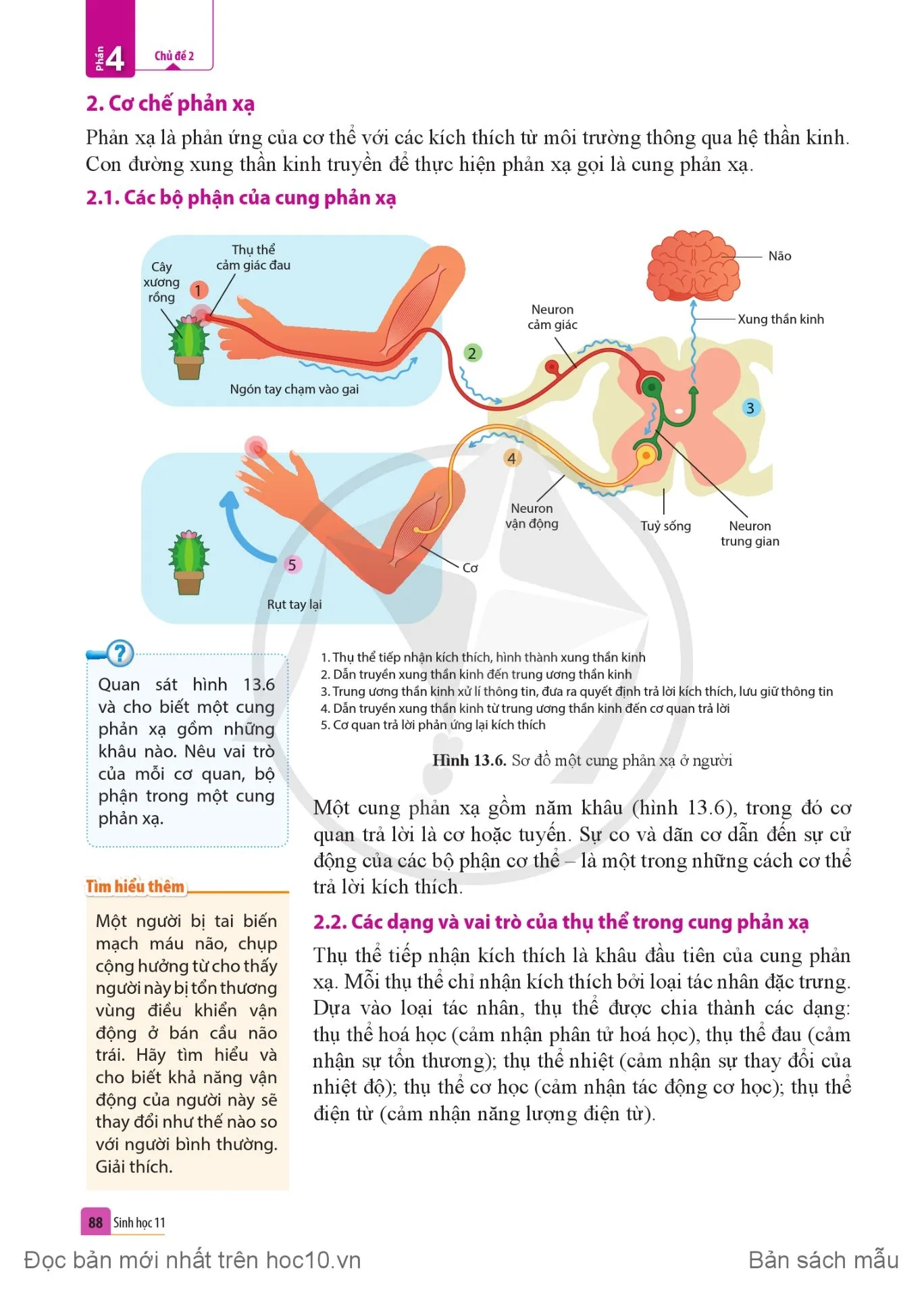 Bài 13. Cảm ứng ở động vật