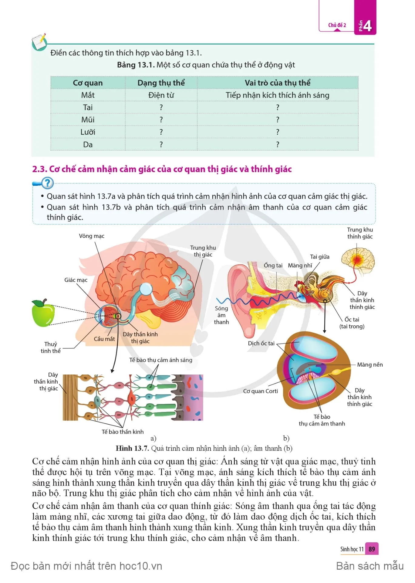 Bài 13. Cảm ứng ở động vật