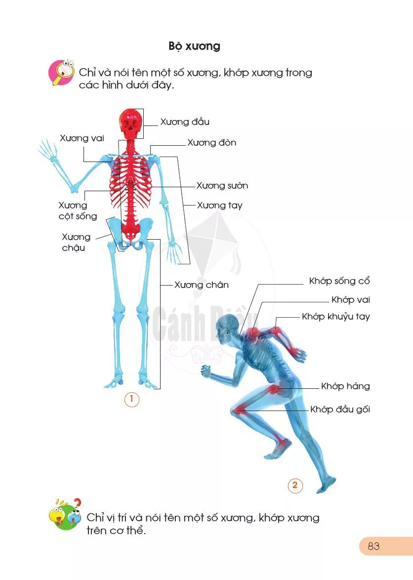 14. Cơ quan vận động 