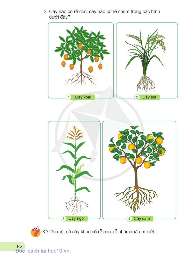 12. Các bộ phận của thực vật và chức năng của chúng