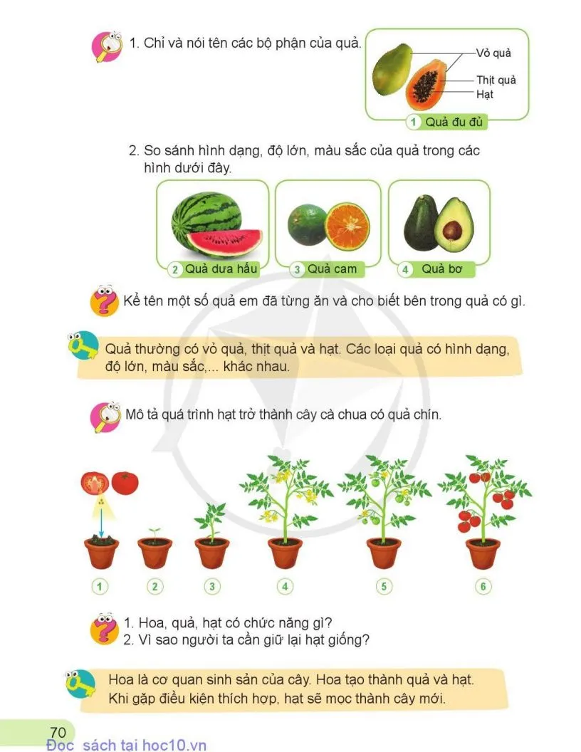 12. Các bộ phận của thực vật và chức năng của chúng