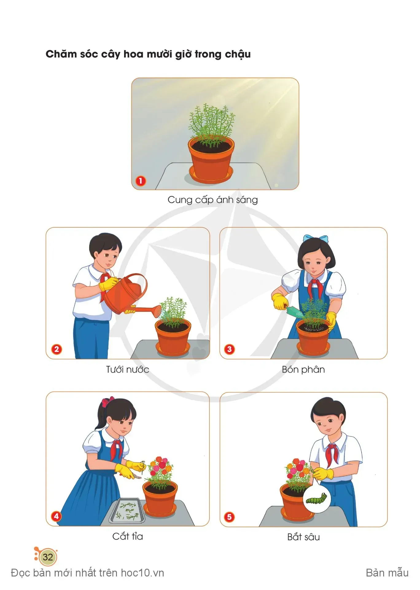 Bài 6. Trồng và chăm sóc hoa trong chậu