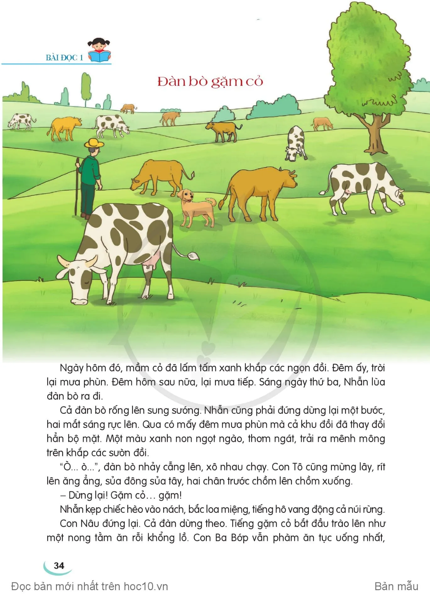 Chia sẻ và đọc: Đàn bò gặm cỏ