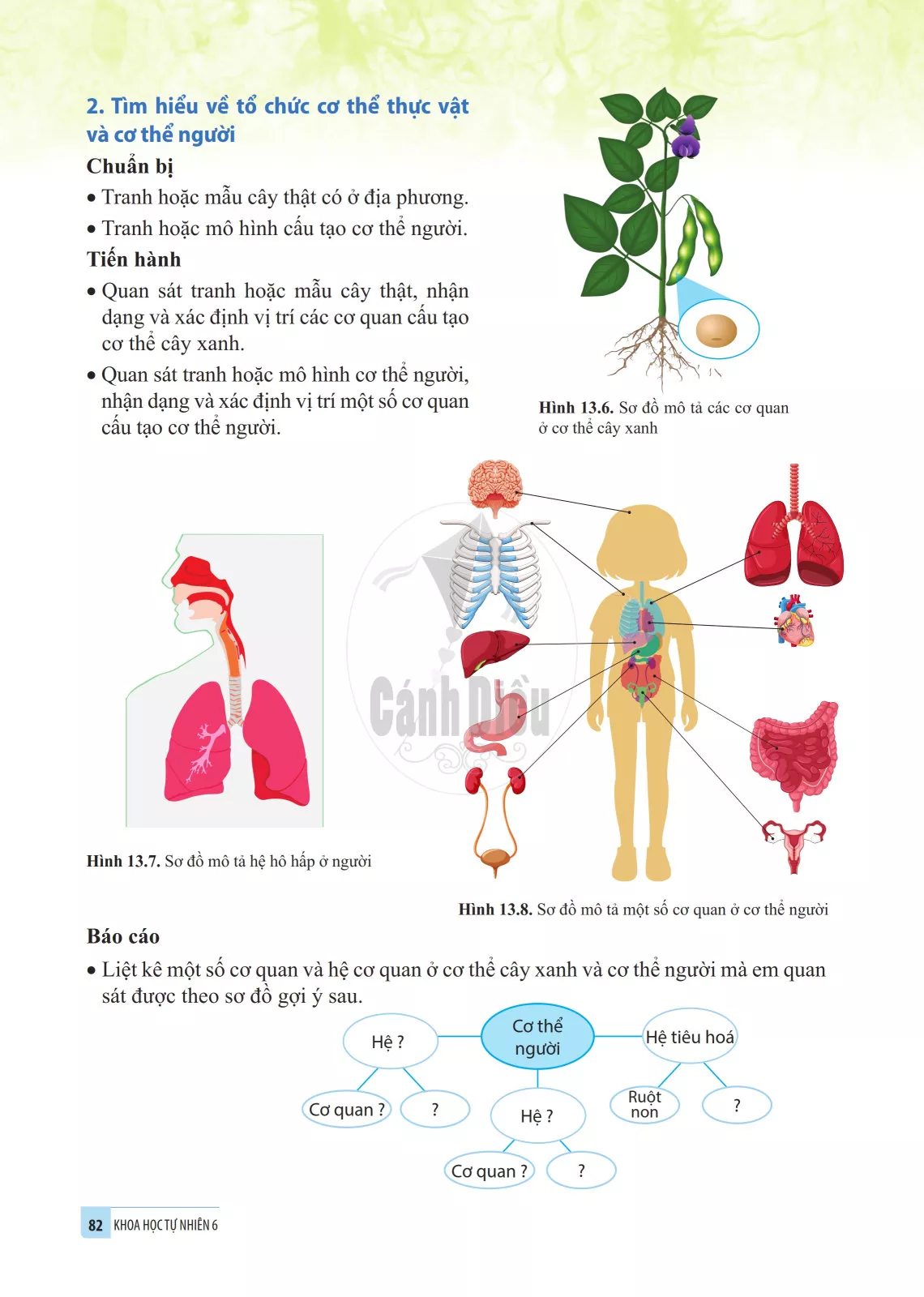 13. Từ tế bào đến cơ thể