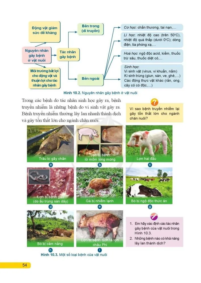 Bài 10. Phỏng và trị bệnh cho vật nuôi 