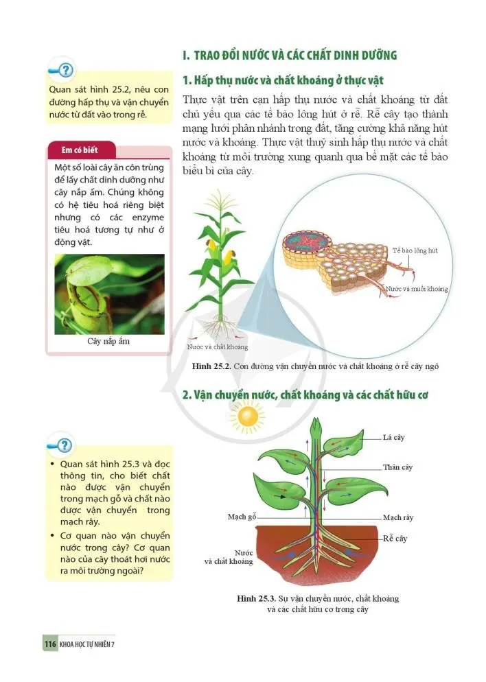 25. Trao đổi nước và các chất dinh dưỡng ở thực vật