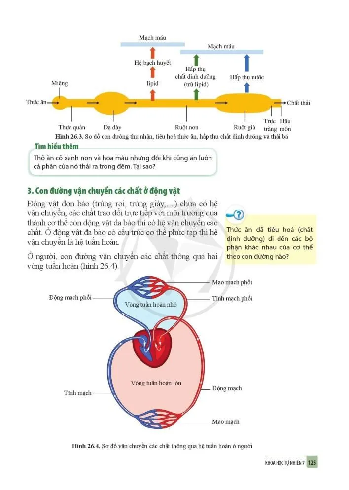 26. Trao đổi nước và các chất dinh dưỡng ở động vật