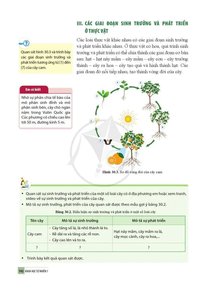 30. Sinh trưởng và phát triển ở thực vật