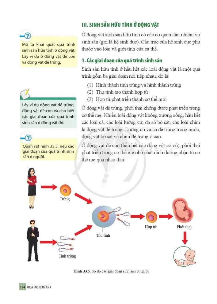 33. Sinh sản hữu tính ở sinh vật