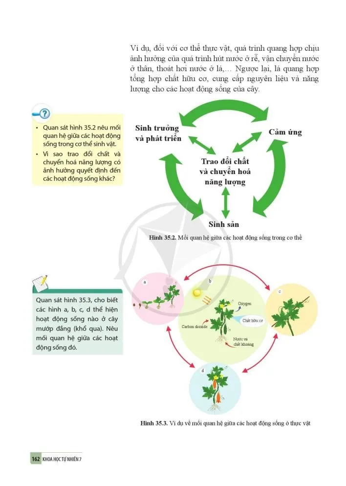 35. Sự thống nhất về cấu trúc và các hoạt động sống trong cơ thể sinh vật