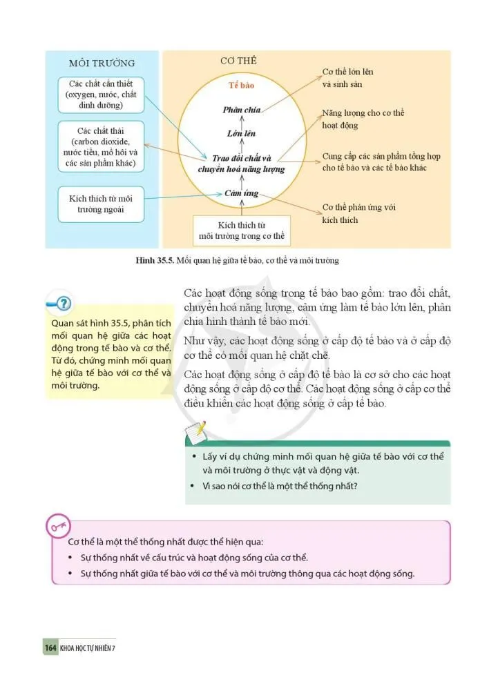 35. Sự thống nhất về cấu trúc và các hoạt động sống trong cơ thể sinh vật