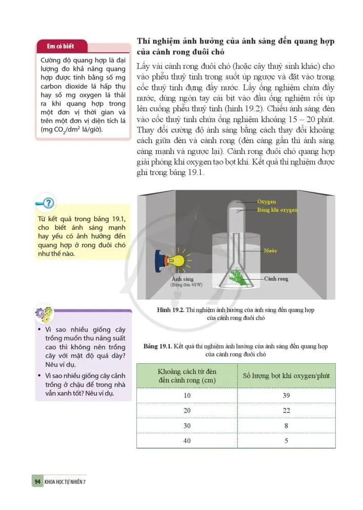 19. Các yếu tố ảnh hưởng đến quang hợp