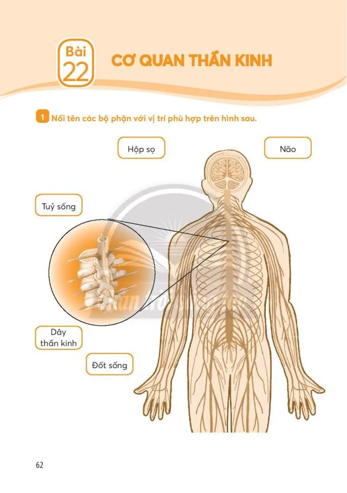 Bài 21. Cơ quan tuần hoàn