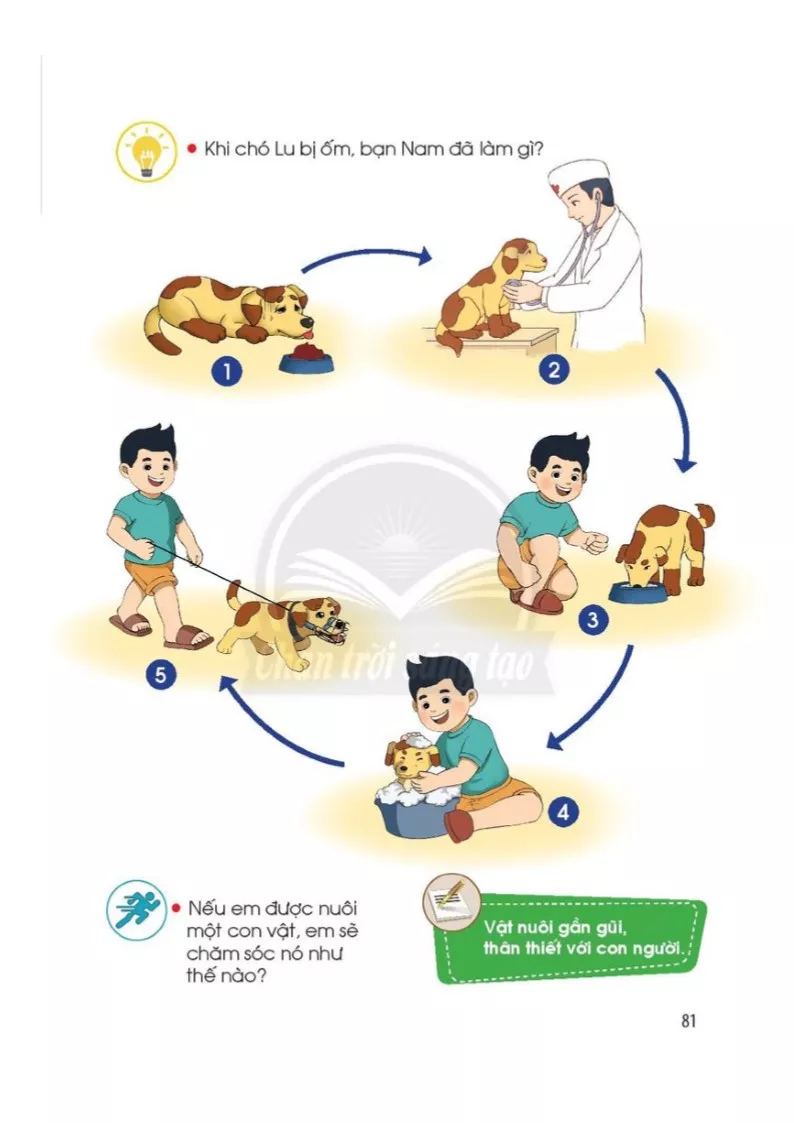 Bài 19: Chăm sóc và bảo vệ vật nuôi 