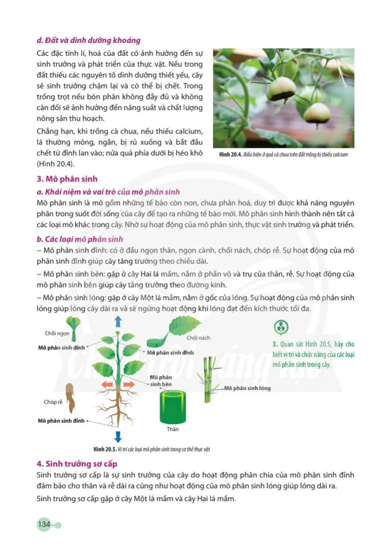 Bài 20: Sinh trưởng và phát triển ở thực vật .