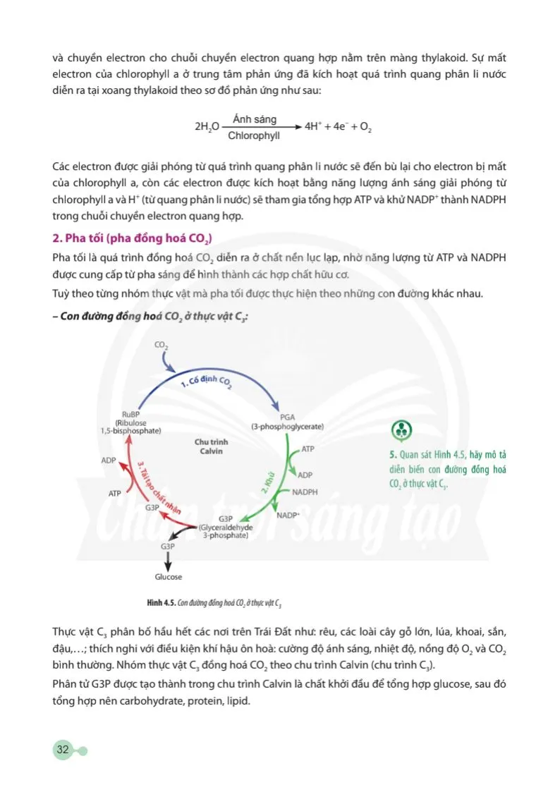 Bài 4: Quang hợp ở thực vật 