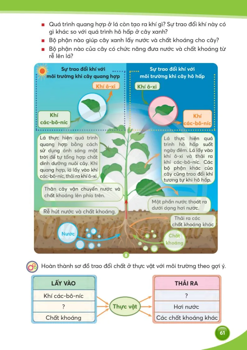 Bài 15. Thực vật cần gì để sống và phát triển.