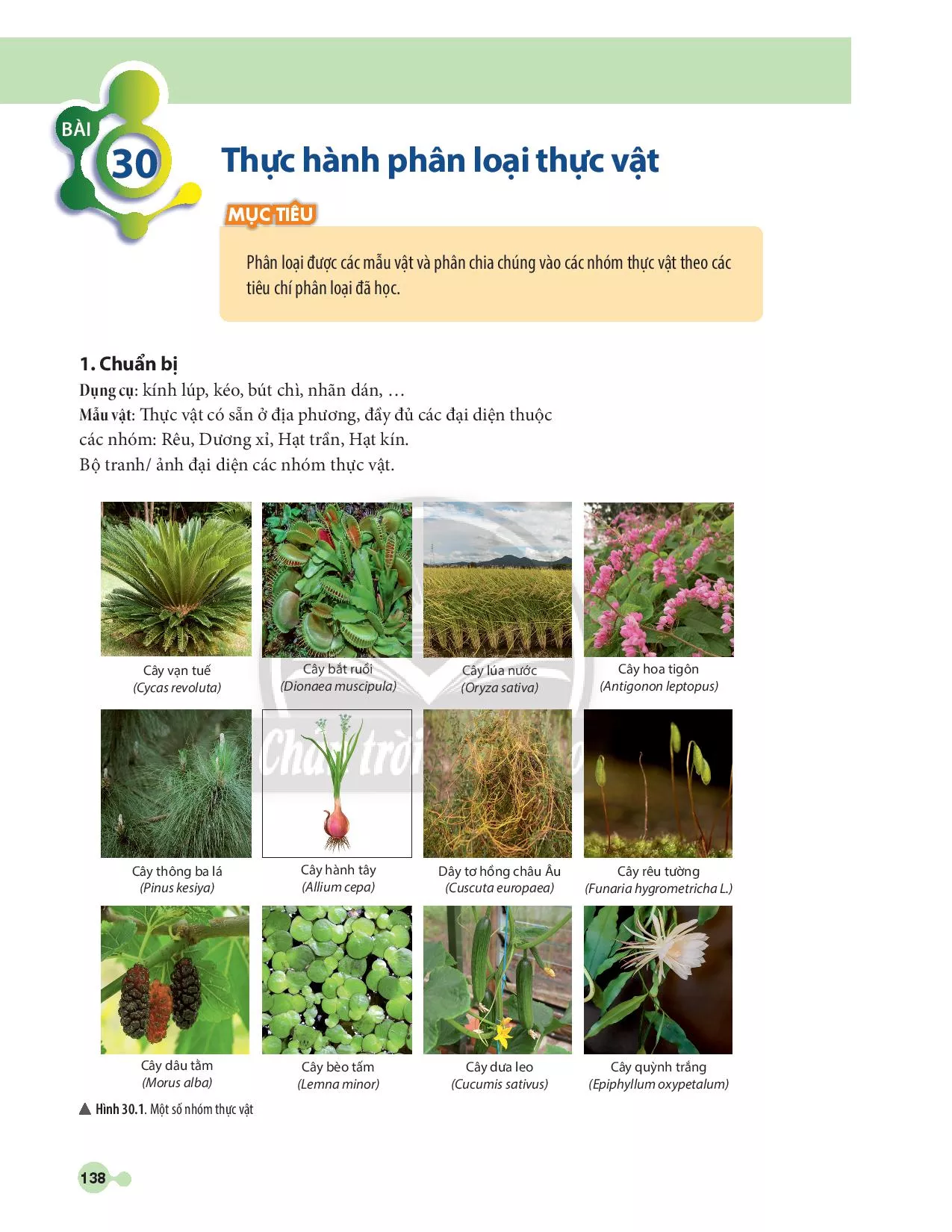 BÀI 30: Thực hành phân loại thực vật