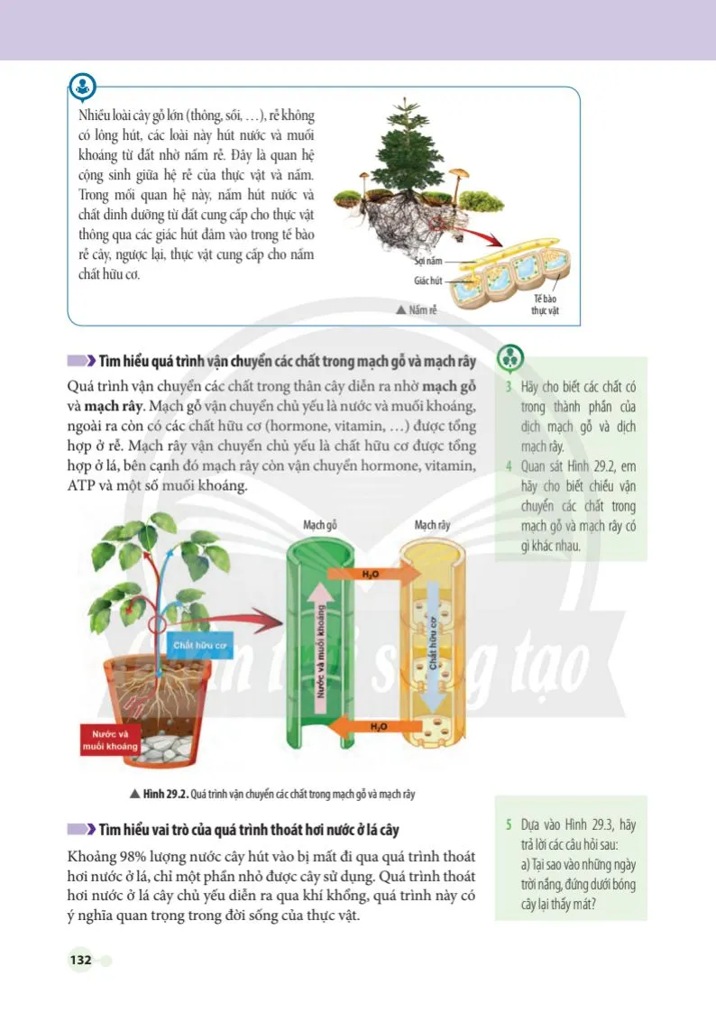Bài 29. Trao đổi nước và các chất dinh dưỡng ở thực vật