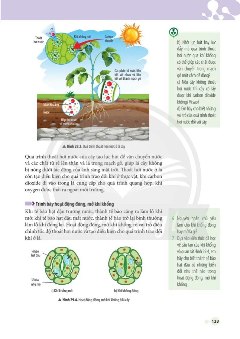 Bài 29. Trao đổi nước và các chất dinh dưỡng ở thực vật