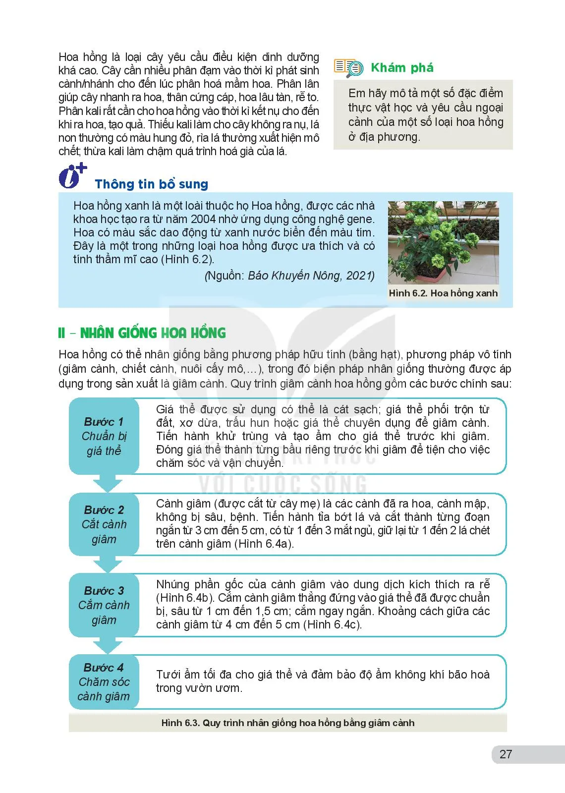 Bài 6. Kĩ thuật trồng và chăm sóc hoa hồng