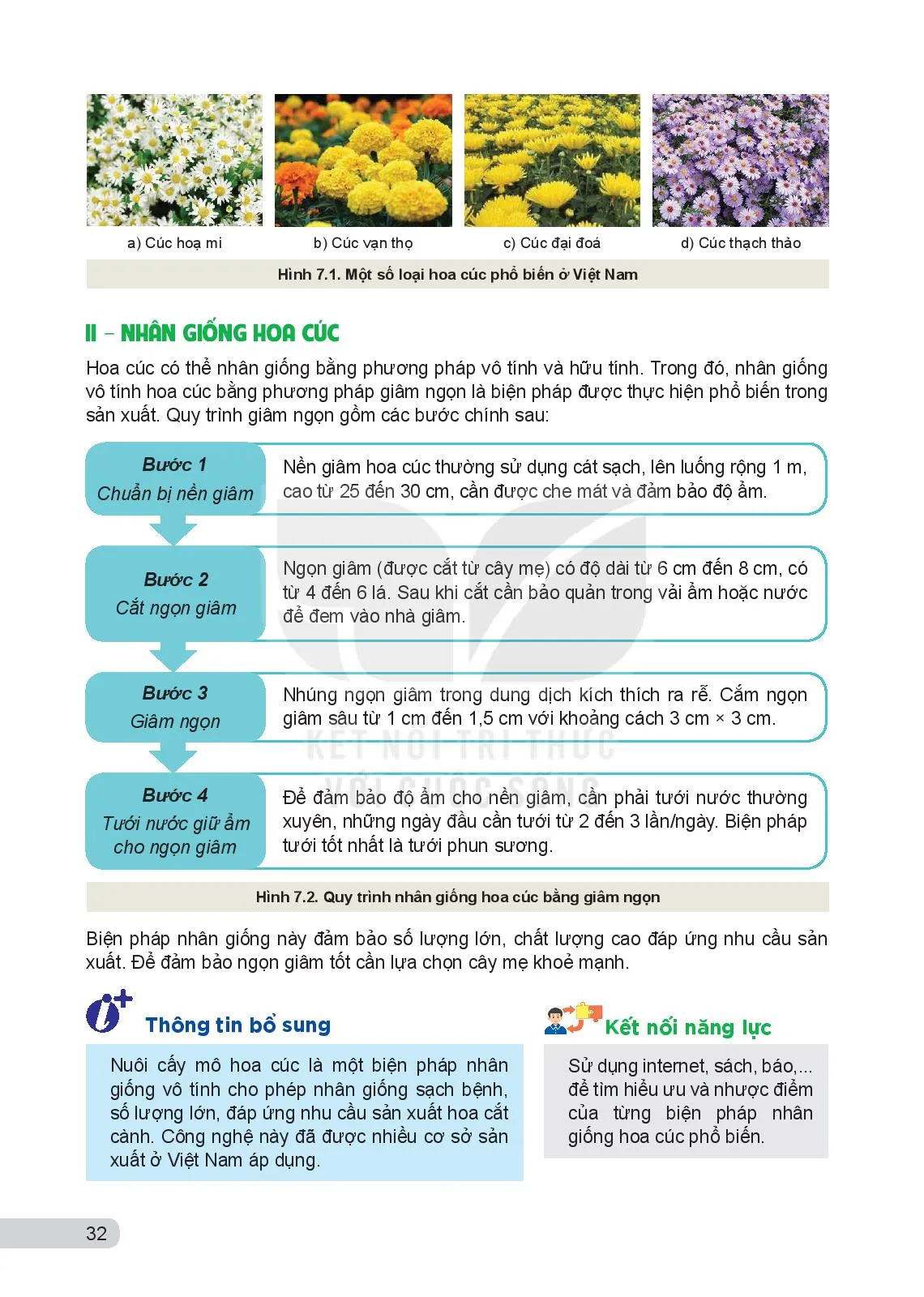 Bài 7. Kĩ thuật trồng và chăm sóc hoa cúc