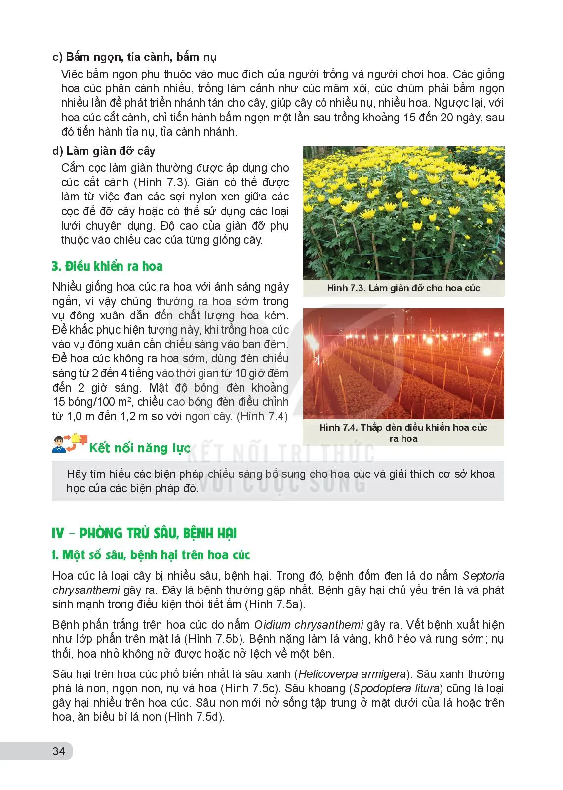 Bài 7. Kĩ thuật trồng và chăm sóc hoa cúc