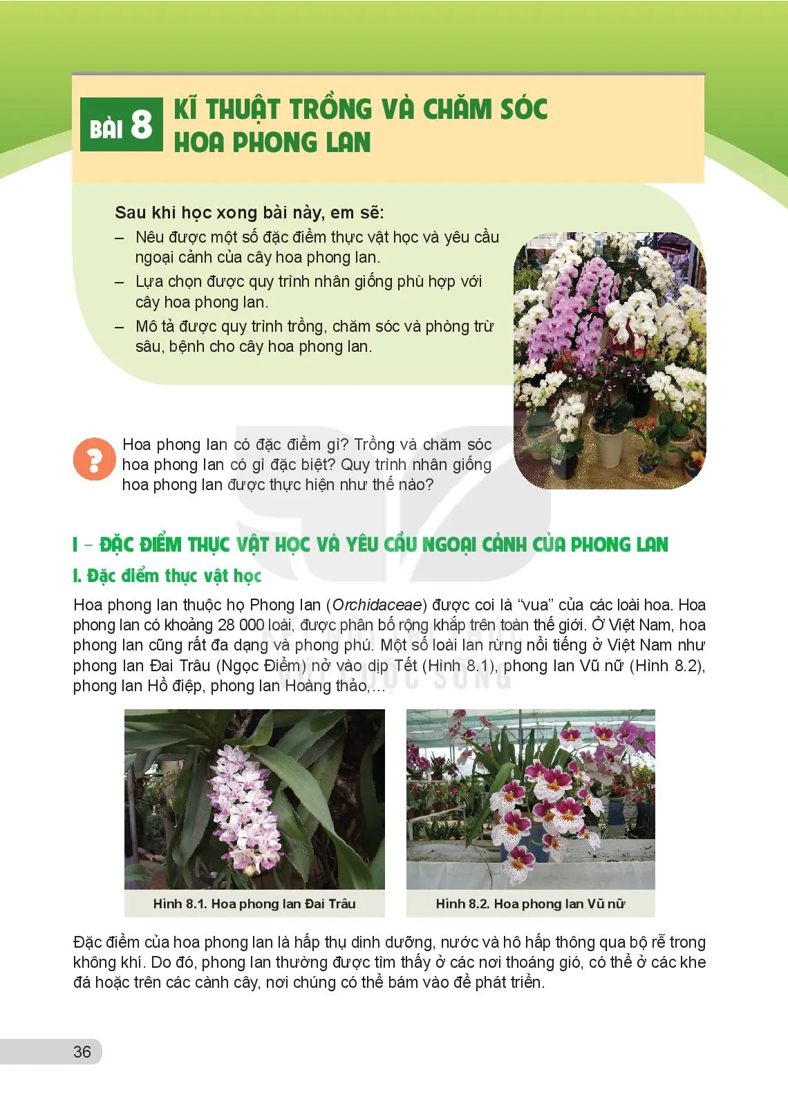 Bài 8. Kĩ thuật trồng và chăm sóc hoa phong lan 