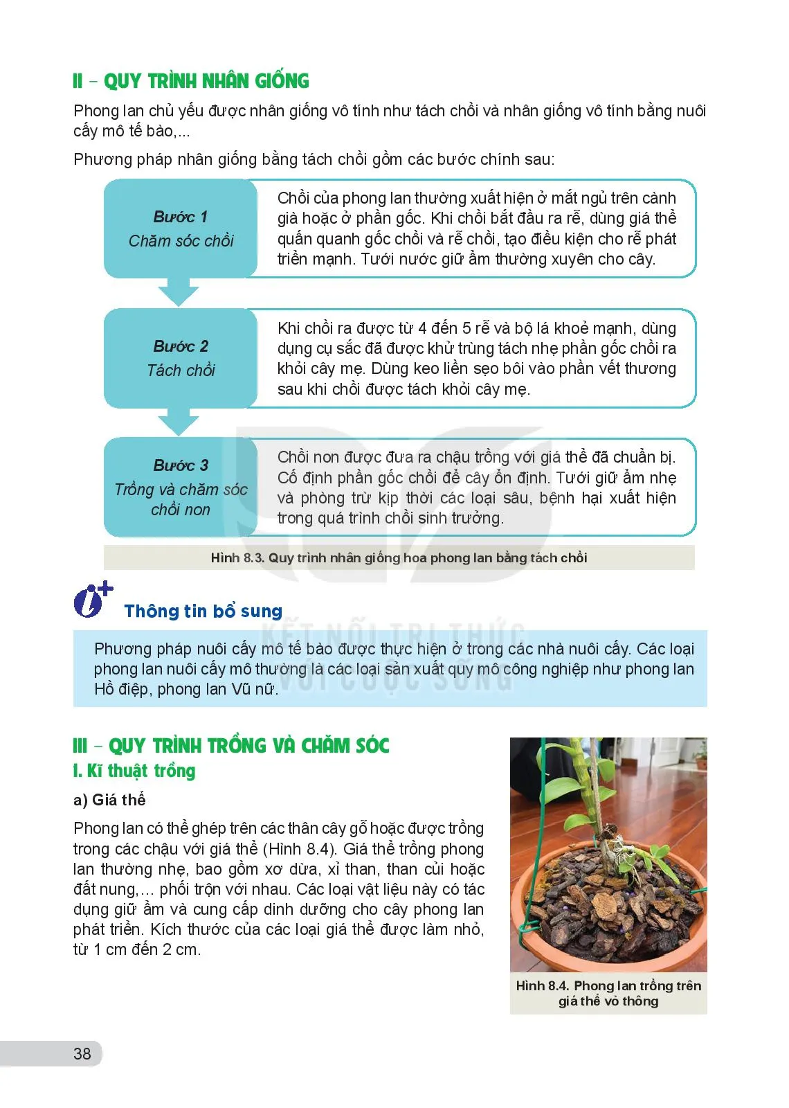 Bài 8. Kĩ thuật trồng và chăm sóc hoa phong lan 