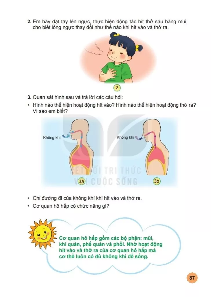 Bài 23 Tìm hiểu cơ quan hô hấp 
