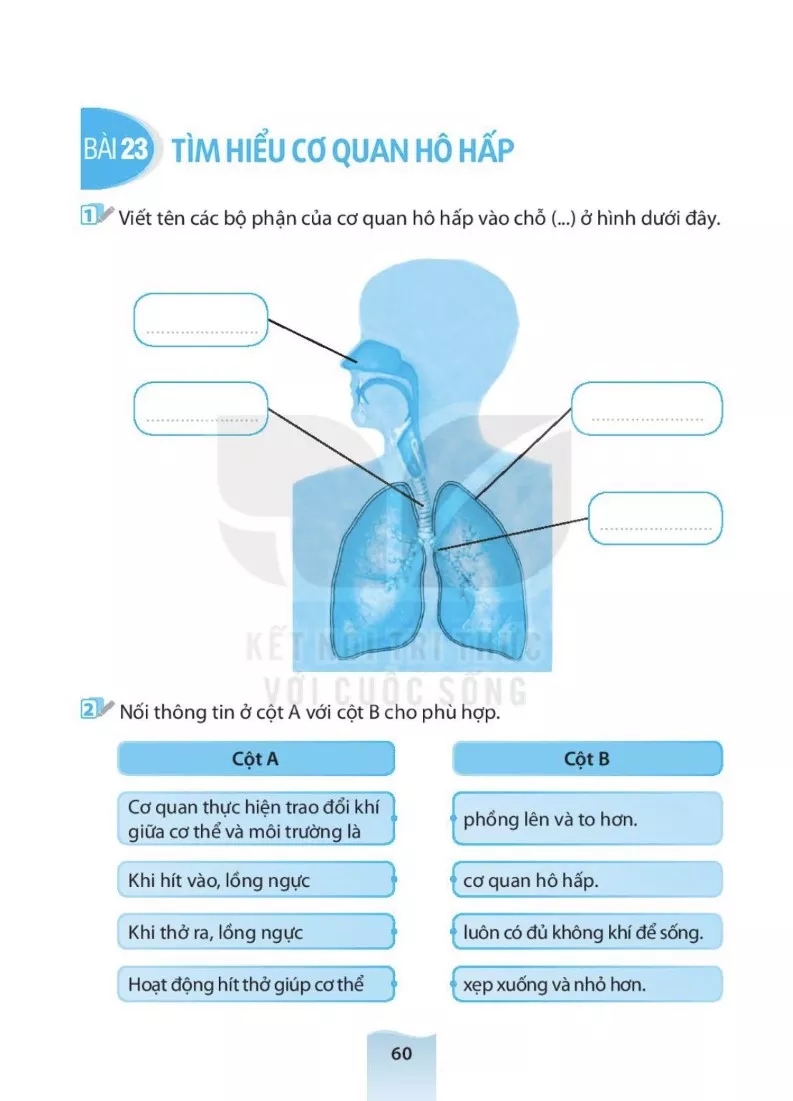 Bài 23 Tìm hiểu cơ quan hô hấp 