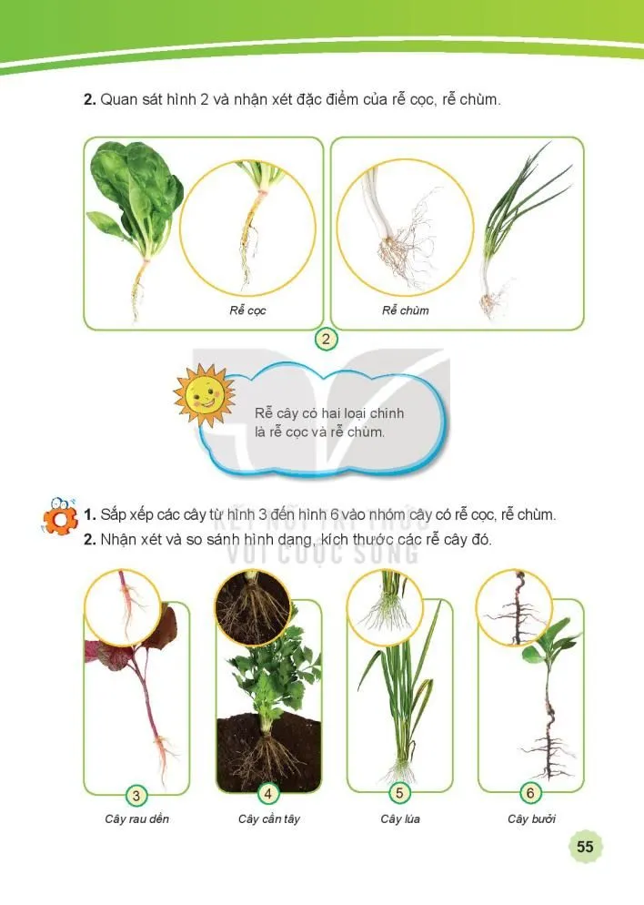 Bài 13 Một số bộ phận của thực vật