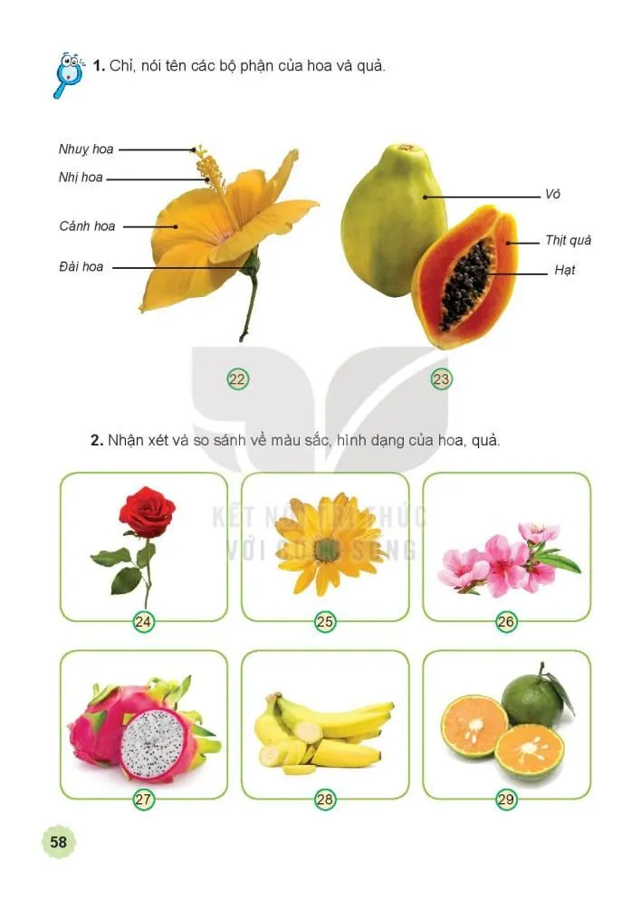 Bài 13 Một số bộ phận của thực vật