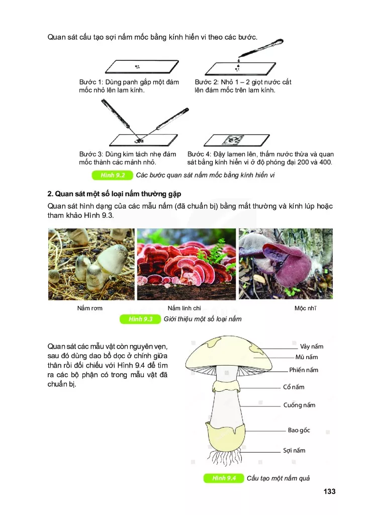 Bài 9. Thực hành: Quan sát các loại nấm