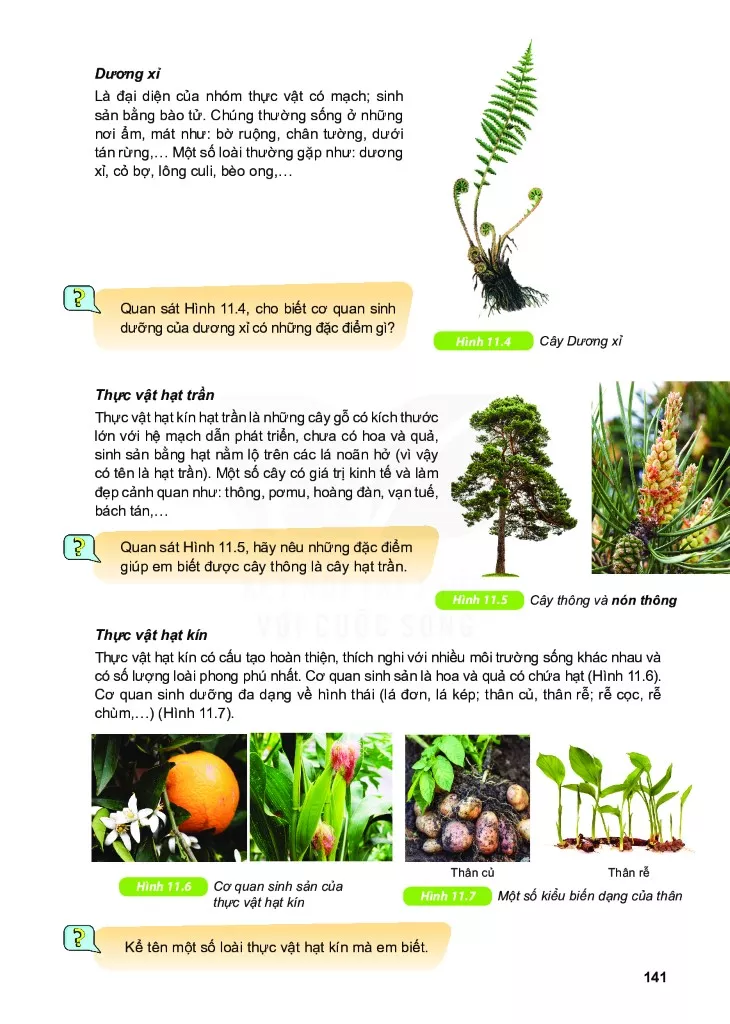 Bài 11. Thực vật
