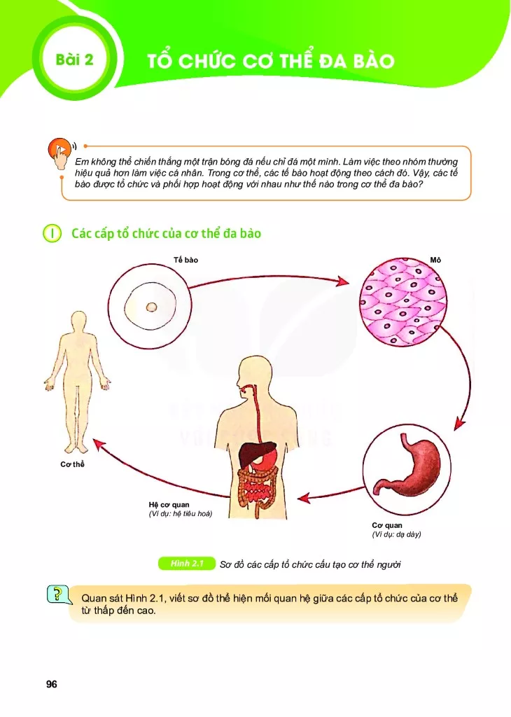 Bài 2. Tổ chức cơ thể đa bào